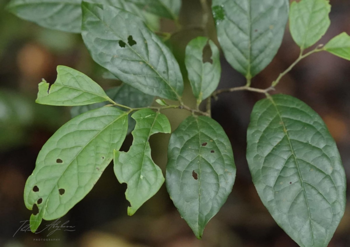 Diospyros sylvatica Roxb.